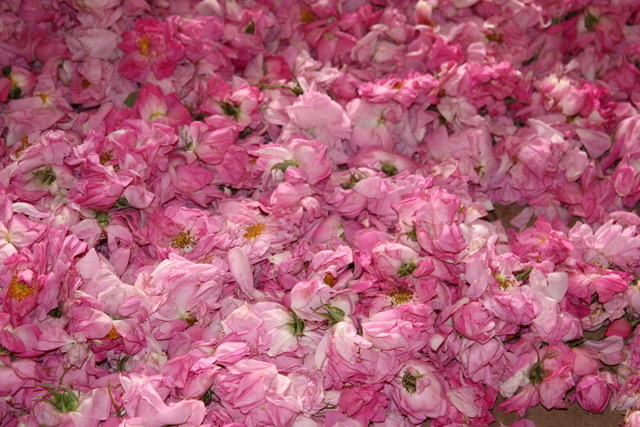 Freshly picked damask rose blossoms heaped together, ready for distilling