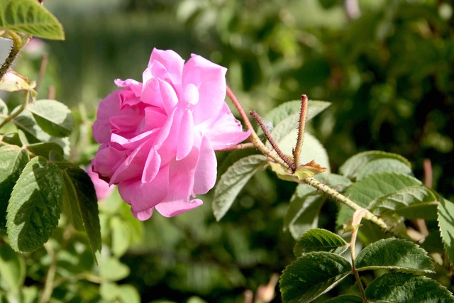 A single pink damask rose in bloom among green leaves