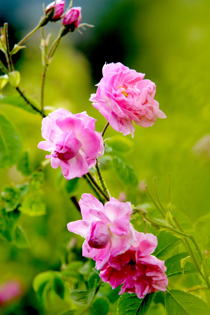 A stem of pink Bulgarian damask roses in bloom against green leaves